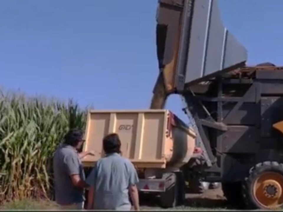 Agrotree en Aragón Televisión con el almendro superintensivo